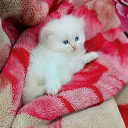 avatar Aryann🔱🚩