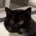 fiddy