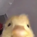 noxvr_gt