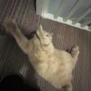 mochidzn