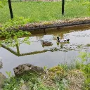 kaczuszka1