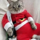 drunkencatlover