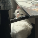 Discord Avatar
