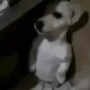 perroendospatas