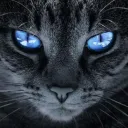 catzeyes