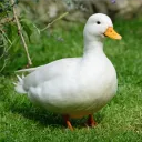 mrquack7244