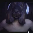 karaops