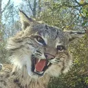 meowinalone