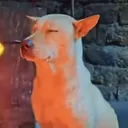 ny.de