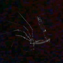 avatar Iyed