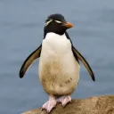 tomiboss92