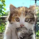 thekatzw