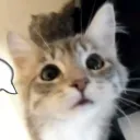 _kori.