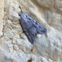 avatar reisendesetwas