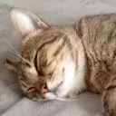 luggerink