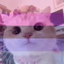 .cattt