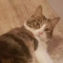 mini_anturnix