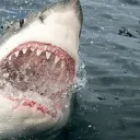 mastershark4052