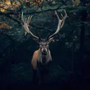 valhoon.