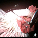chickenbloxx