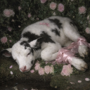 avatar Eschie𐔌՞. .՞𐦯