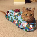 avatar Warmblazingfire