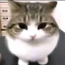 lemurito.