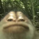 nvvr.a