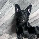 boopslee