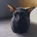 avatar SlodkaBonanza