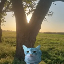 avatar Blue Cat