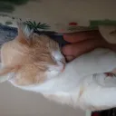 cutsycat