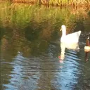 thetimothyw