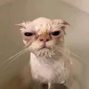 deenoverdunyazyxc