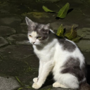 avatar Cardinal ⋆𐙚 ̊⋆