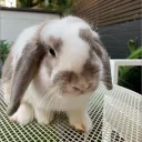 captaincckatoo