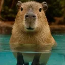 capibarasiete