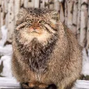 crazymanul