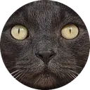 ro0q