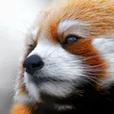 pandaroux