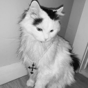 avatar angel