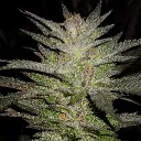 newnormgenetics