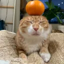 duderucool
