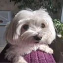 Аватар raccon8287