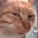 elneko_