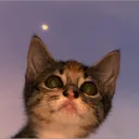 catgamer8255