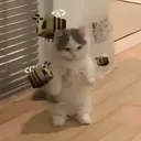.sigmacat