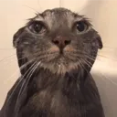 Аватар shelby.bat