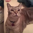 kittee
