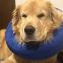 bed_lord24